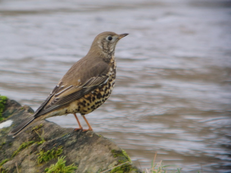 Mistle Thrush, Carbarns, Clyde
