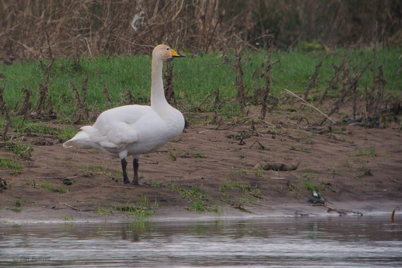 Whooper Swan, Carbarns, Clyde