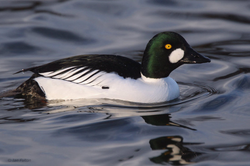 Goldeneye (male), Hogganfield Loch, Glasgow