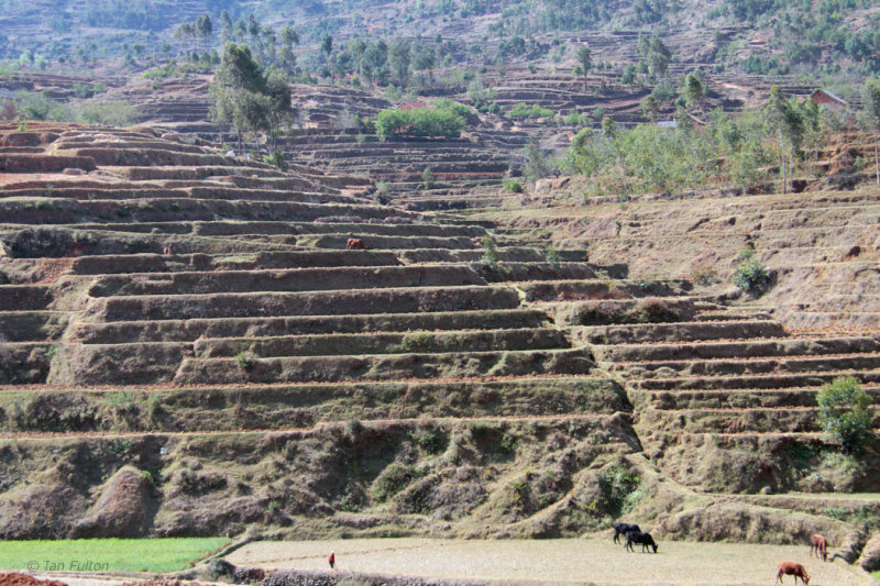 Terraced fields by the roadside between Tana and Antsirabe