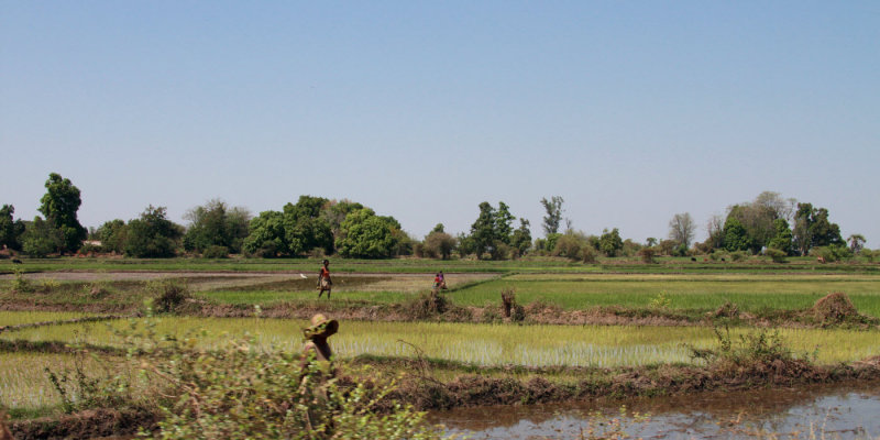 Rice paddy fields in the lowlands near Morondava