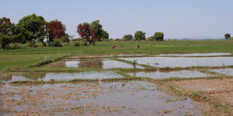 Rice paddy fields in the lowlands near Morondava