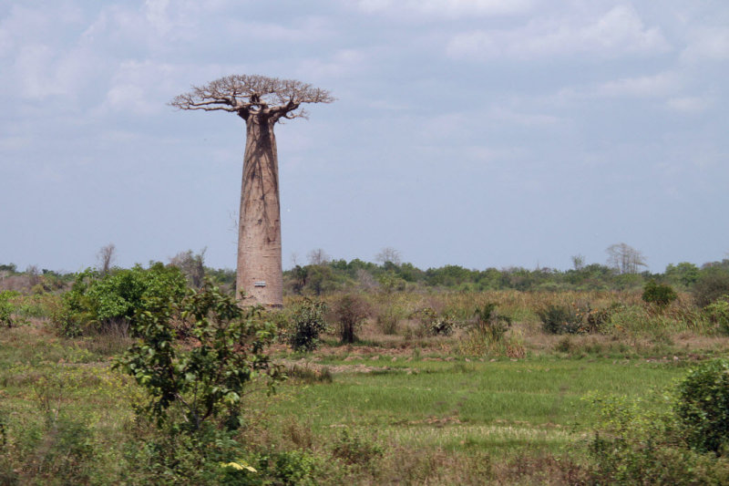Our first baobab tree near Morondava
