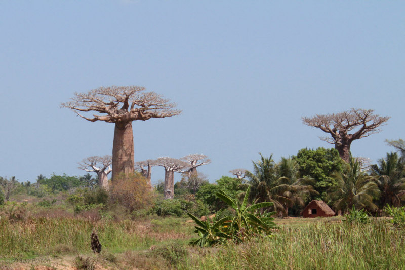 Our first baobab tree near Morondava