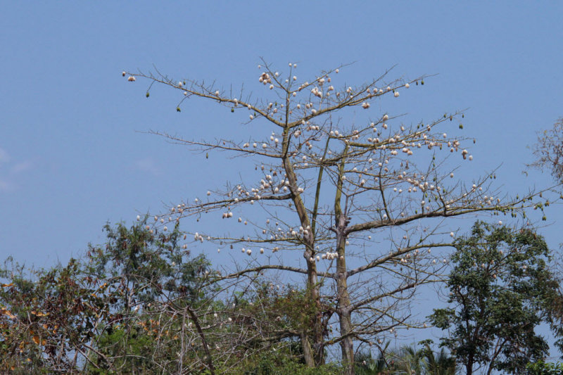 Some sort of fruiting tree