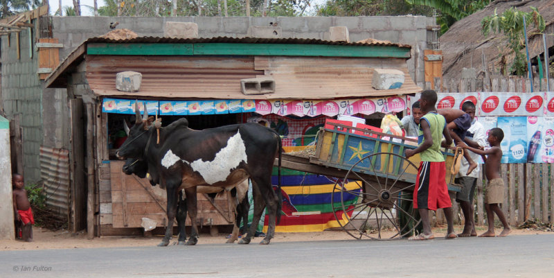 Zebu cart, room for all the family