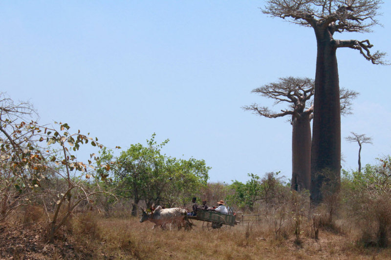 The Avenue of the Baobabs