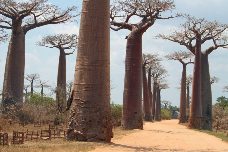 The Avenue of the Baobabs