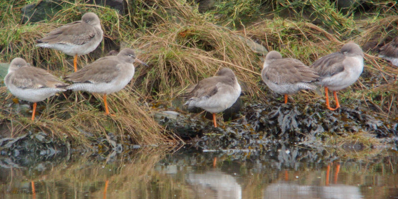  Redshank, Erskine Harbour, Clyde