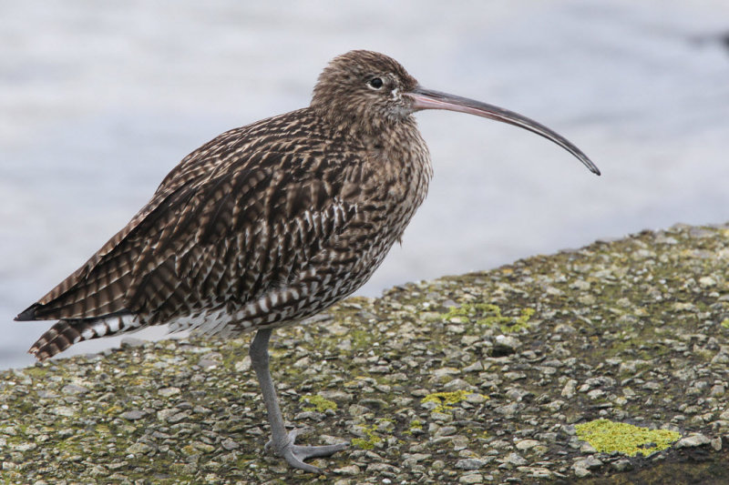 Curlew, Gourock, Clyde