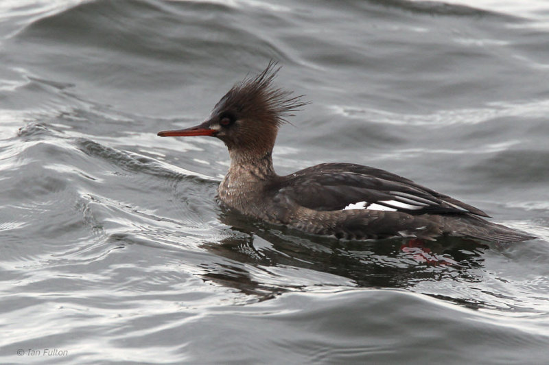 Red-breasted Merganser (female), Gourock, Clyde