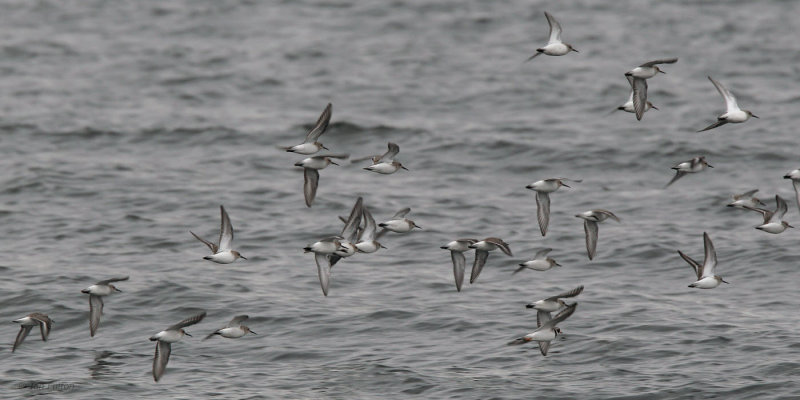 Dunlin, Gourock, Clyde