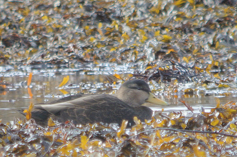 American Black Duck, Strontian, Highland
