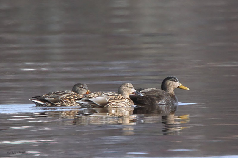 American Black Duck, Strontian, Highland