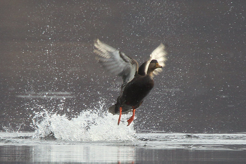 American Black Duck, Strontian, Highland
