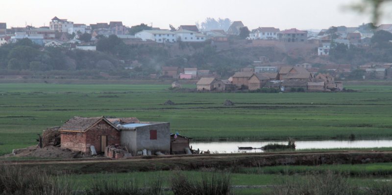 Paddy fields right in the town, Tana