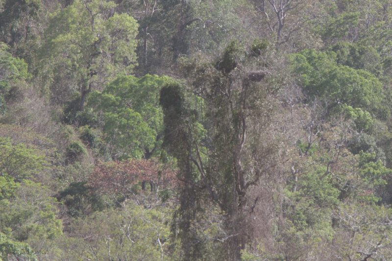 The Madagascar Fish Eagle nest at Ampijoroa Forest Station