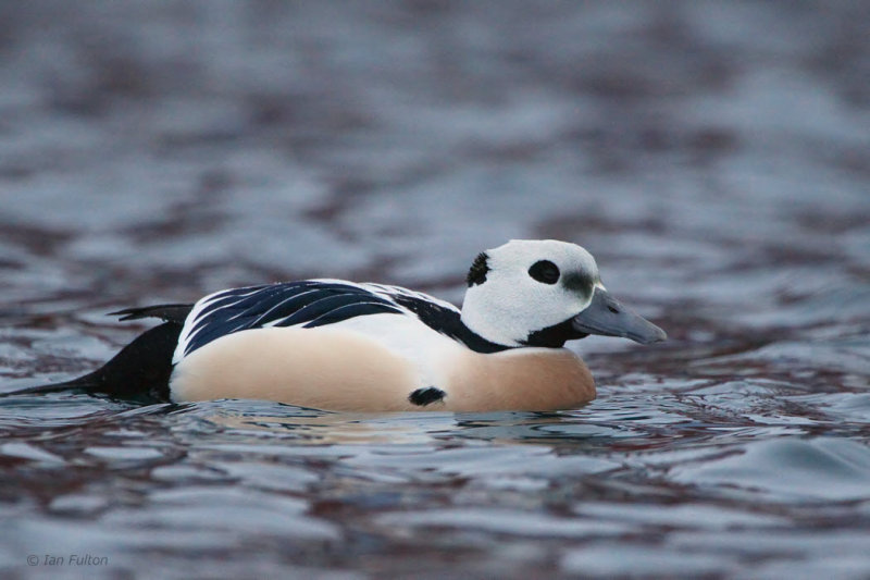Stellers Eider, Batsfjord, Norway