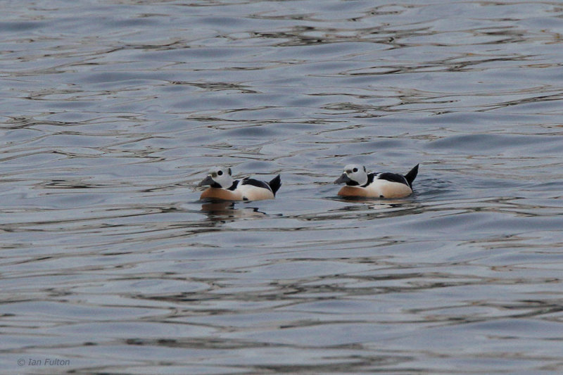Stellers Eider, Vardo, Norway