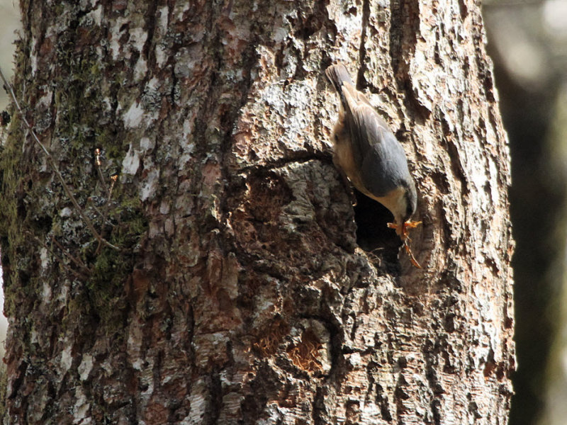 Nuthatch, Pass of Leny, Upper Forth