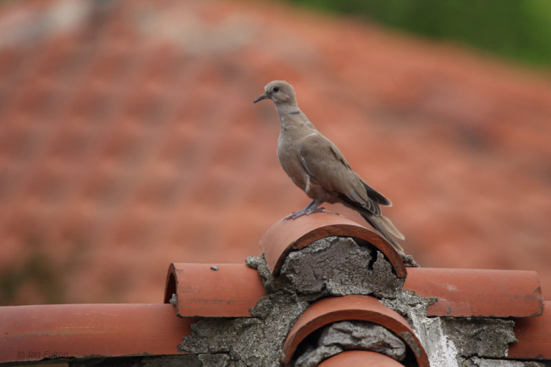 Collared Dove, Dalyan, Turkey