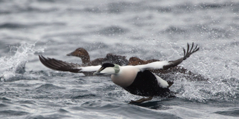 Common Eider, Batsfjord, Norway
