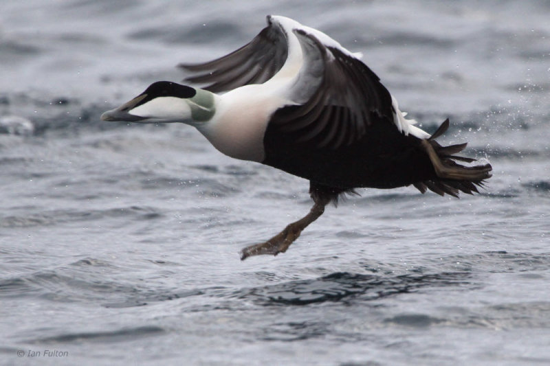 Common Eider, Batsfjord, Norway