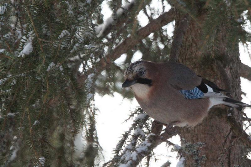 Eurasian Jay, Kuusamo, Finland