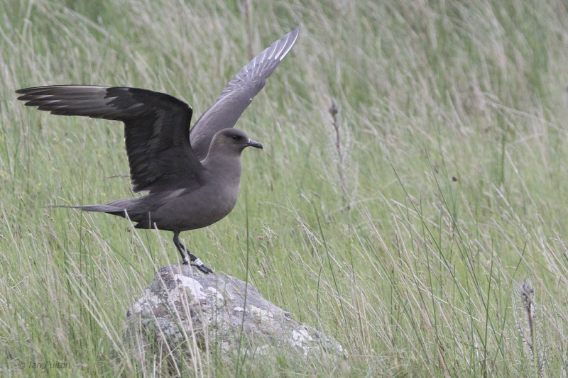 Arctic Skua, Handa, Highland