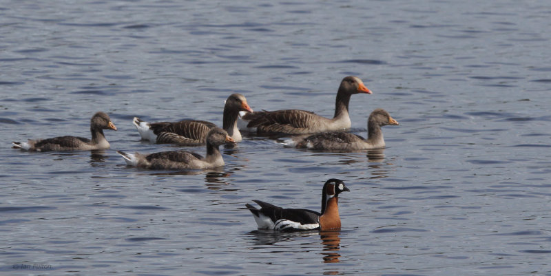 Red-breasted Goose, Strathclyde Loch, Clyde