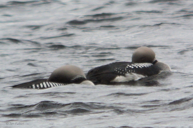 Black-throated Diver, Lochindorb, Highland