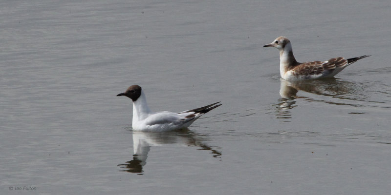 Black-headed Gull (adult and juvenile), Hogganfield Loch, Glasgow