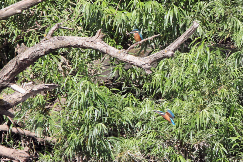 Kingfishers, River Clyde at Barons Haugh