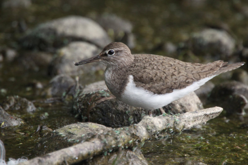 Common Sandpiper, Loch Insh, Highland