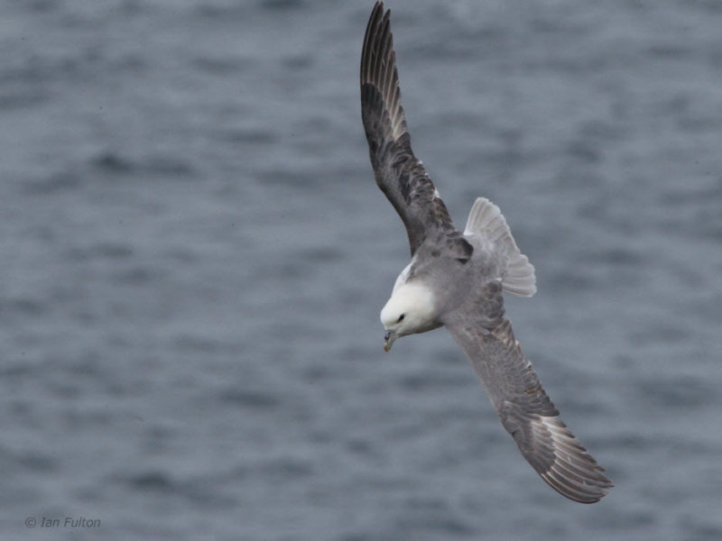 Fulmar, Handa, Highland