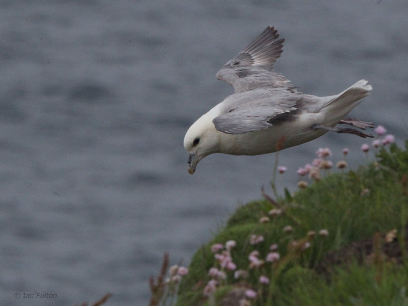 Fulmar, Handa, Highland