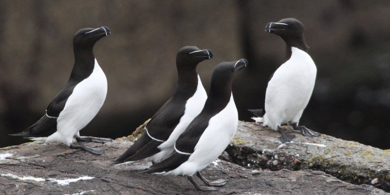 Razorbills, Handa, Highland