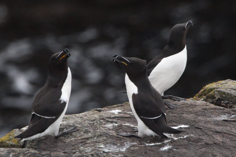 Razorbills, Handa, Highland