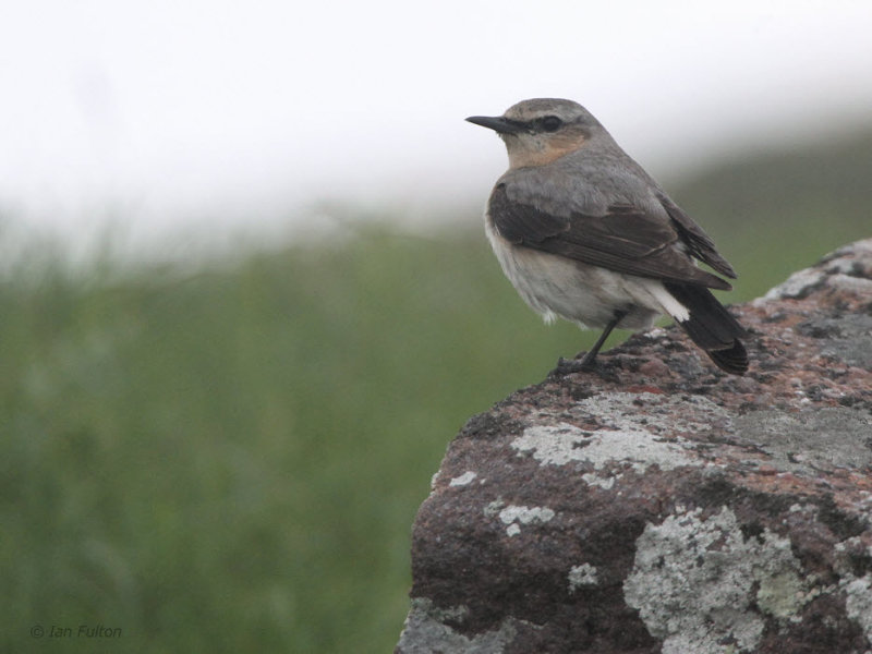 Wheatear, Handa, Highland