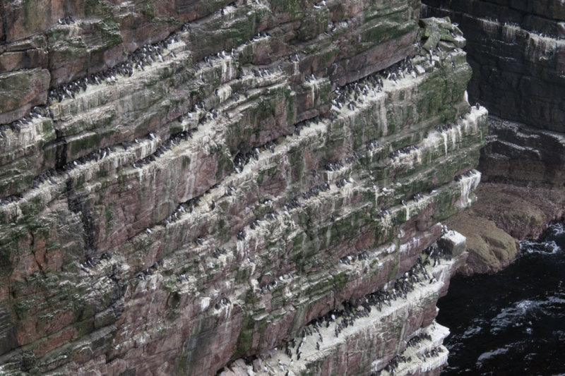 Sea bird colony on Handa Island