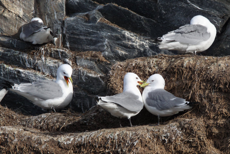 Kittiwake, Hornya, Norway