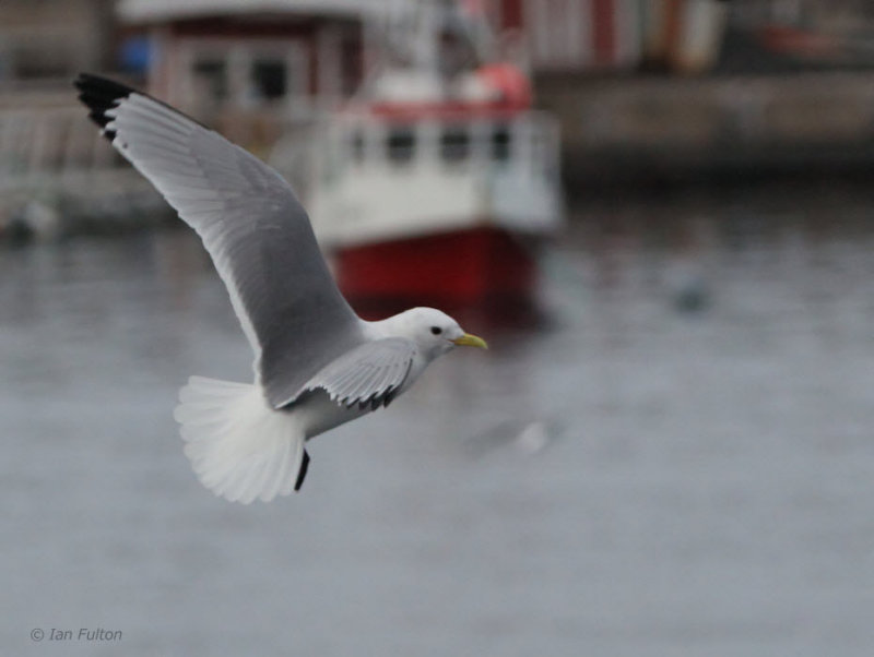 Kittiwake, Vardo, Norway