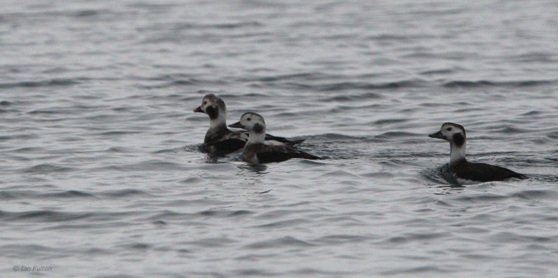 Long-tailed Duck, Batsfjord, Norway