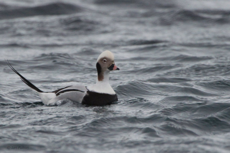 Long-tailed Duck, Batsfjord, Norway