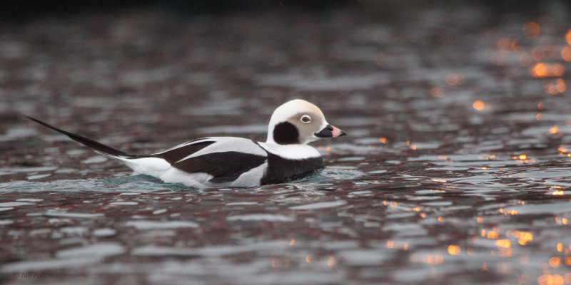 Long-tailed Duck, Batsfjord, Norway
