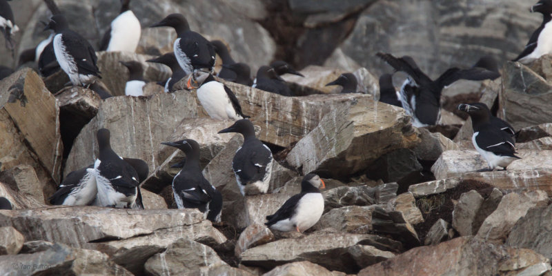 Common Guillemot, Razorbill and Puffin, Hornya Island, Norway