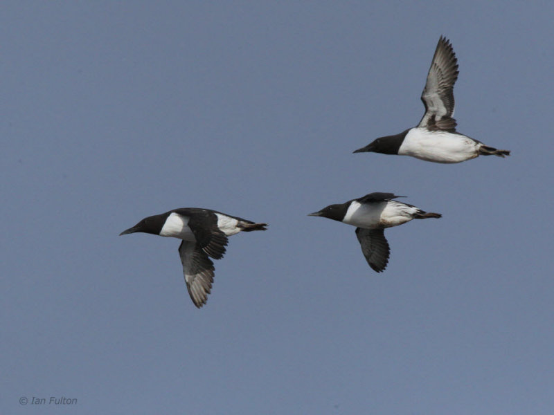 Common Guillemots, Hornya Island, Norway