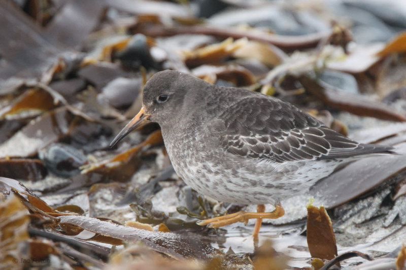 Purple Sandpiper, Vardo, Norway