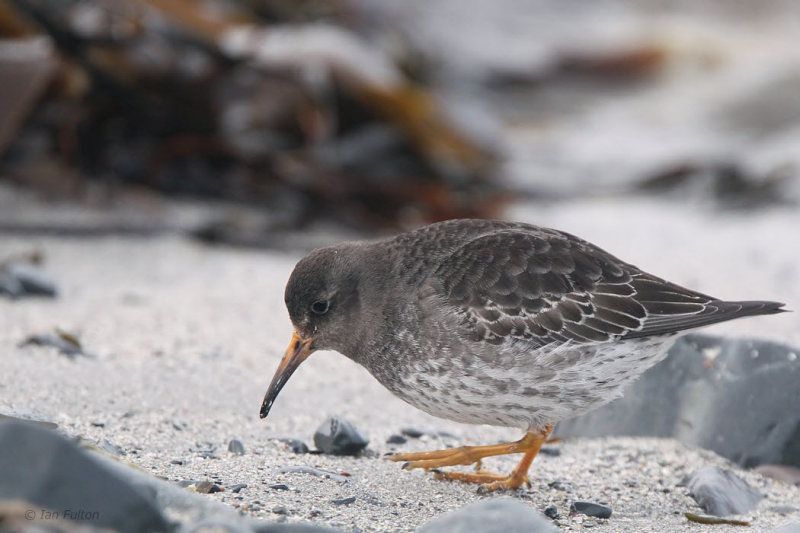 Purple Sandpiper, Vardo, Norway
