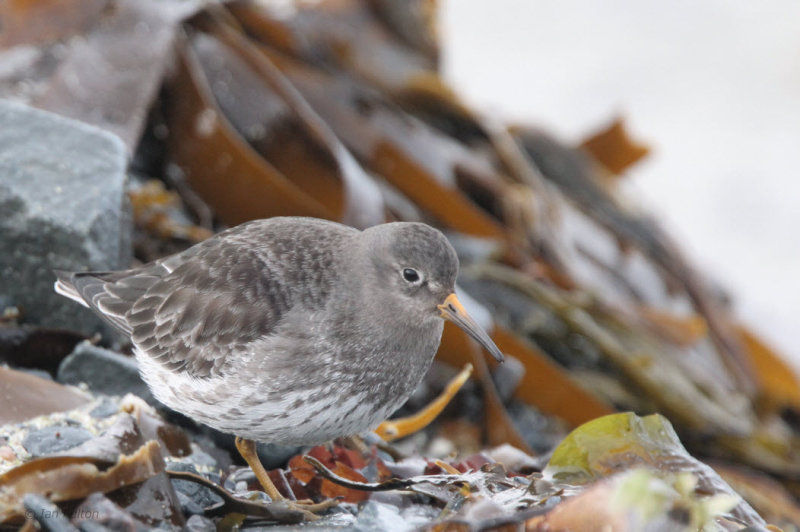 Purple Sandpiper, Vardo, Norway